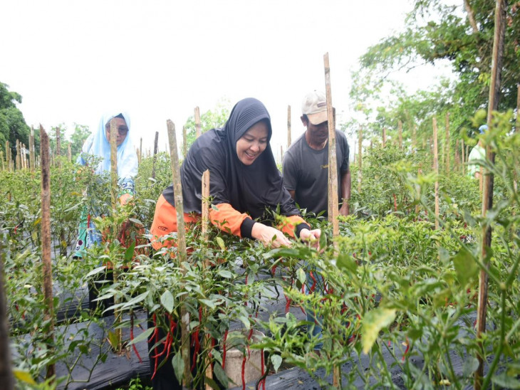 Lakukan Peninjauan Ke Kebun Cabe Kelompok Tani Dan Kebun TP PKK Kab Kampar, Ricana Hambali : Pemanfaatan Lahan Masuk Pada 10 Program Pokok PKK. 