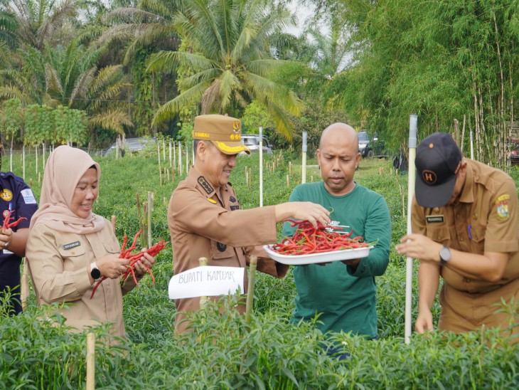 Lakukan Panen Cabe Merah Besar,  Dukung Program Ketahanan pangan,  Pj. Bupati Kampar Harapkan Pembinaan Dan Pengawasan Dari Dinas Terkait Kepada Petani Dan Hasil Panen. 