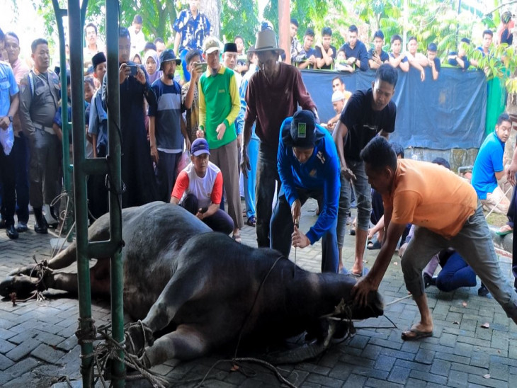 Pj Bupati Kampar Distribusikan 23 Ekor Hewan Qurban Ke Desa Yang Minim Hewan Qurban.