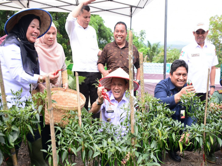 Kendalikan Inflasi, Pj Bupati Kampar Panen Cabe,  Apresiasi Kerjasama Kampar Aneka Karya dengan PT PHR. 
