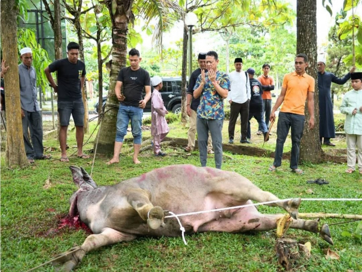 Potong Hewan Qurban Di Halaman Masjid Muhajirin Kantor Bupati Kampar, Sekda Kampar Distribusikan Daging Ke THL dan Pegawai Kebersihan di Lingkungan Setda Kampar