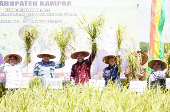 Sukses Panen Perdana Padi Teknologi IPAT-BO, Pj Bupati Kampar :  Moment Kebangkitan, Kemandirian dan Ketahanan Pangan Kampar. 