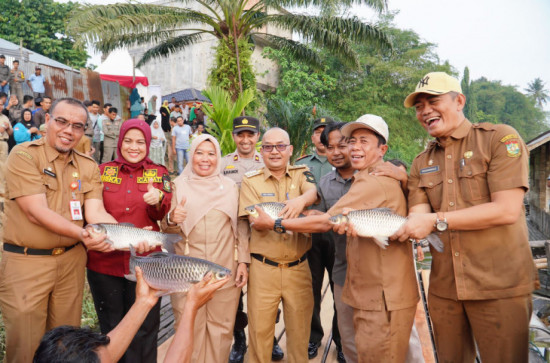 Tingkatkan Ketahanan Pangan Hewani, Pj Bupati Kampar Lakukan Panen Ikan Jelawat Di Desa Sawah Kecamatan Kampar Utara.