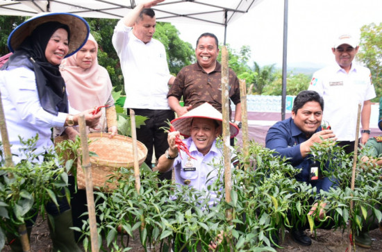 Kendalikan Inflasi, Pj Bupati Kampar Panen Cabe,  Apresiasi Kerjasama Kampar Aneka Karya dengan PT PHR. 