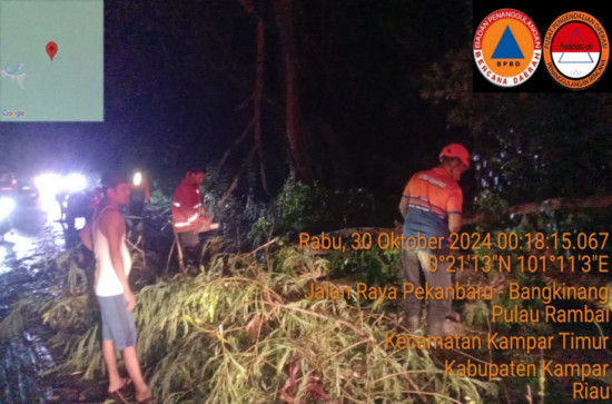 Tingginya intensitas Hujan disertai Angin Kencang Sebabkan Pohon Tumbang, Pemerintah Kabupaten Kampar Menghimbau Masyarakat Tetap Waspada.