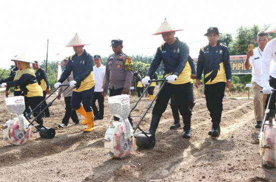 Bupati Kampar Launching Demplot Jagung Wilayah Polsek Perhentian Raja. 