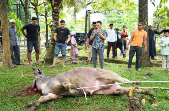 Potong Hewan Qurban Di Halaman Masjid Muhajirin Kantor Bupati Kampar, Sekda Kampar Distribusikan Daging Ke THL dan Pegawai Kebersihan di Lingkungan Setda Kampar