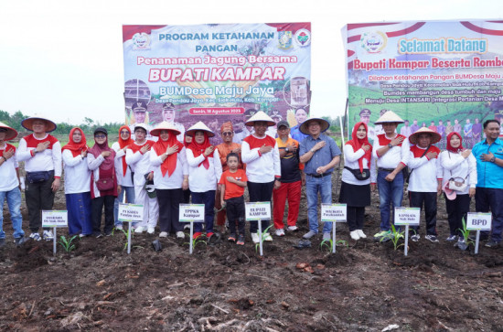 Bupati Kampar dan Walikota Payakumbuh Lakukan Penanaman Jagung di Pandau Jaya. 