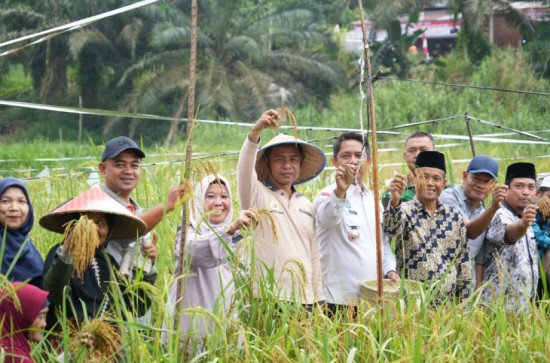 Bupati Kampar Ahmad Yuzar Panen Padi dan Jagung di Desa Parit Baru Tambang: Dukung Ketahanan Pangan Nasional