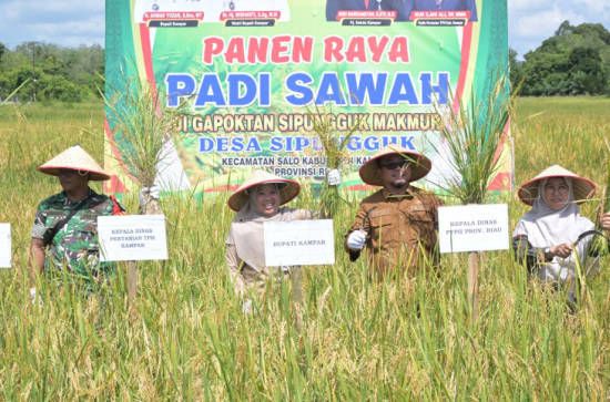 Panen Raya Padi Sawah di Desa Sipungguk, Kadis Pertanian Nur Ilahi Ali ;  Wujud Nyata Penguatan Ketahanan Pangan di Kabupaten  Kampar