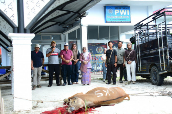 Dengan Semangat Kekompakan dan Kebersamaan, Wakil Bupati Kampar Saksikan Penyembelihan Hewan Qurban di Sekretariat PWI Kampar.